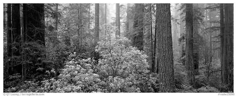 Spring forest with rhododendrons. Redwood National Park (black and white)