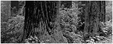 Redwood tree trunks and rhododendrons. Redwood National Park (Panoramic black and white)