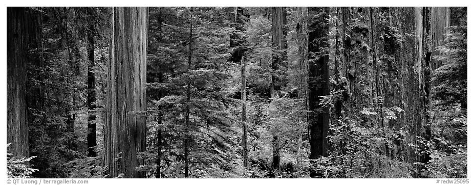 Lush Redwood forest. Redwood National Park (black and white)