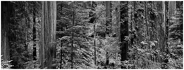 Lush Redwood forest. Redwood National Park (Panoramic black and white)