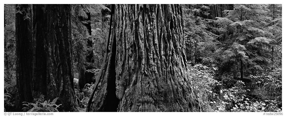 Huge redwood tree trunks. Redwood National Park (black and white)