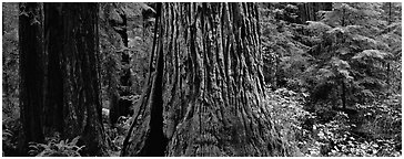 Huge redwood tree trunks. Redwood National Park (Panoramic black and white)