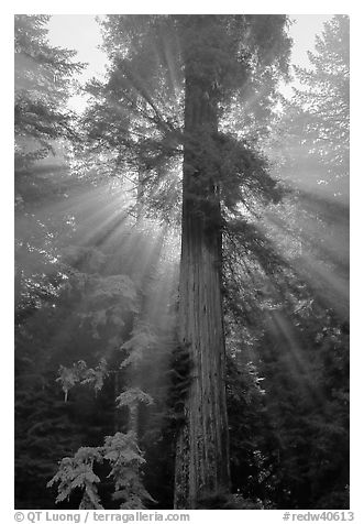 Redwood tree and sun rays in fog. Redwood National Park, California, USA.