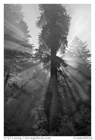Sunrays in fog behind tall redwood, Del Norte Redwoods State Park. Redwood National Park (black and white)