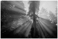 God's rays in redwood forest. Redwood National Park, California, USA. (black and white)