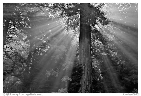Sun rays diffused by fog in redwood forest, Del Norte Redwoods State Park. Redwood National Park (black and white)