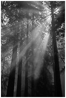 Redwood forest and sun rays. Redwood National Park, California, USA. (black and white)