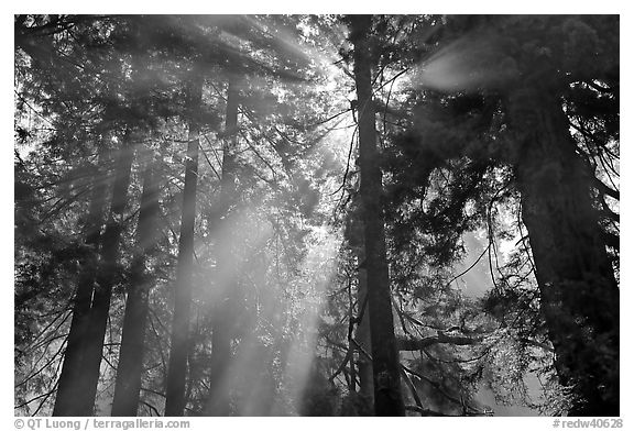 Tall redwood trees and backlit sun rays, Del Norte Redwoods State Park. Redwood National Park (black and white)