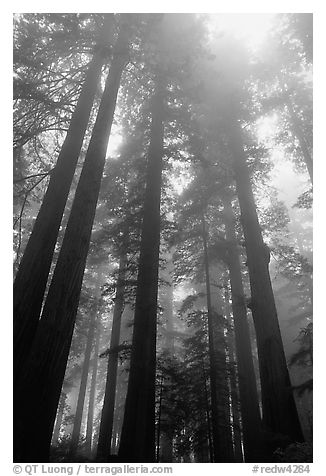 Tall redwood trees in fog, Lady Bird Johnson grove. Redwood National Park, California, USA.