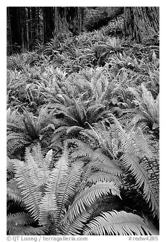 Pacific sword ferns and redwood trees, Prairie Creek. Redwood National Park, California, USA.