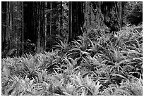Pacific sword ferns in redwood forest, Prairie Creek. Redwood National Park, California, USA. (black and white)