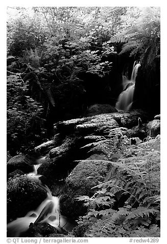 Waterfall, Prairie Creek Redwoods State Park. Redwood National Park (black and white)