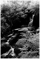 Waterfall, Prairie Creek. Redwood National Park, California, USA. (black and white)