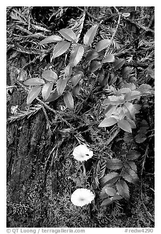 Forest floor detail, Prairie Creek Redwoods. Redwood National Park (black and white)