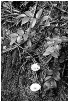 Forest floor detail, Prairie Creek. Redwood National Park, California, USA. (black and white)