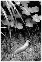 Banana Slug, Prairie Creek Redwoods State Park. Redwood National Park ( black and white)