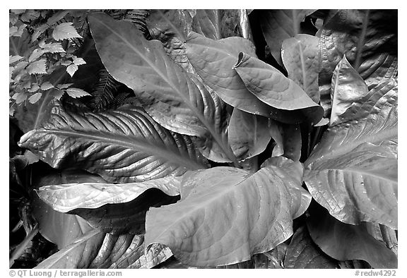 Skunk Cabagge and banana slug, Prairie Creek Redwoods State Park. Redwood National Park (black and white)