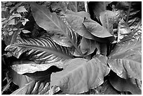 Skunk Cabagge and banana slug, Prairie Creek Redwoods State Park. Redwood National Park ( black and white)