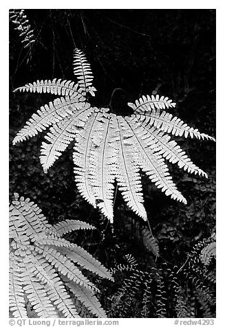 Ferns, Fern Canyon. Redwood National Park, California, USA.