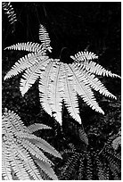 Ferns, Fern Canyon. Redwood National Park, California, USA. (black and white)