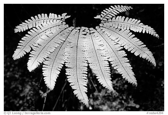 Single fern, Fern Canyon, Prairie Creek Redwoods State Park. Redwood National Park (black and white)