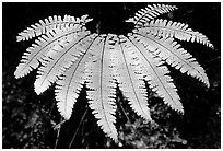 Single fern, Fern Canyon. Redwood National Park, California, USA. (black and white)