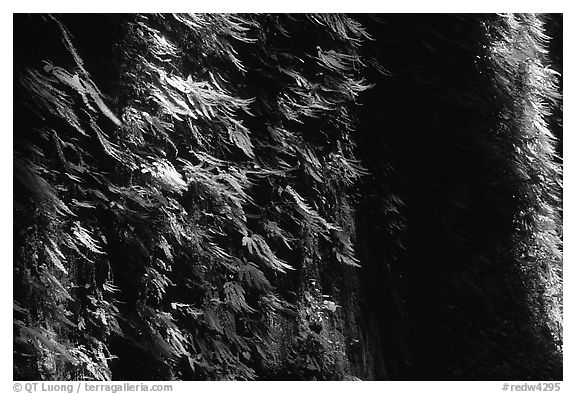 Vertical wall entirely covered with ferns, Fern Canyon, Prairie Creek Redwoods State Park. Redwood National Park (black and white)