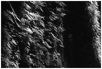 Vertical wall entirely covered with ferns, Fern Canyon. Redwood National Park, California, USA. (black and white)