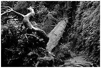 Fallen tree across Fern Canyon. Redwood National Park, California, USA. (black and white)