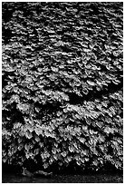 Ferns covering steep wall, Fern Canyon. Redwood National Park, California, USA. (black and white)