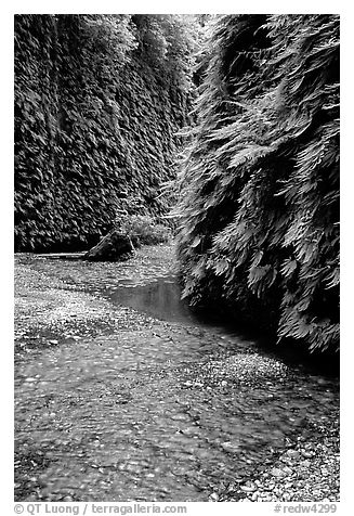 Stream and walls covered with ferns, Fern Canyon, Prairie Creek Redwoods State Park. Redwood National Park (black and white)