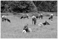 Herd of Roosevelt Elk in meadow, Prairie Creek. Redwood National Park, California, USA. (black and white)