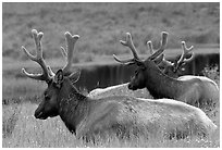 Bull Roosevelt Elks, Prairie Creek. Redwood National Park, California, USA. (black and white)