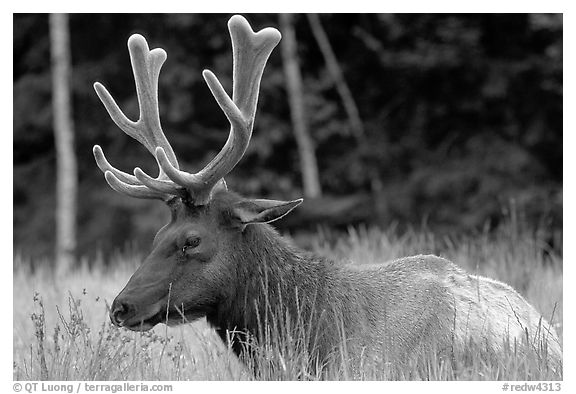 Bull Roosevelt Elk, Prairie Creek Redwoods. Redwood National Park (black and white)