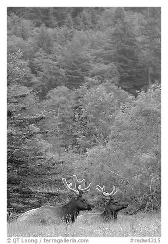 Bull Roosevelt Elks in meadow, Prairie Creek. Redwood National Park, California, USA.