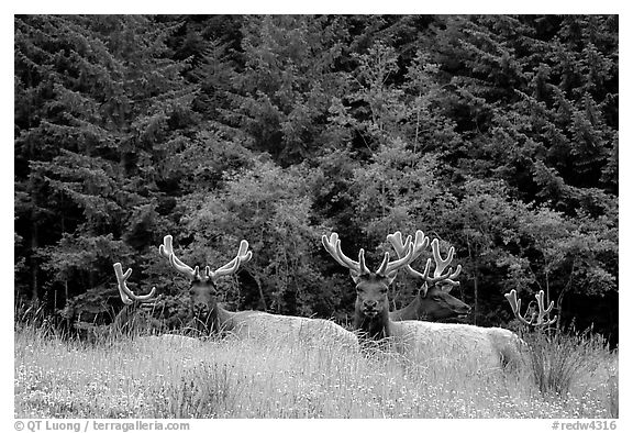Herd of Bull Roosevelt Elks, Prairie Creek. Redwood National Park, California, USA.