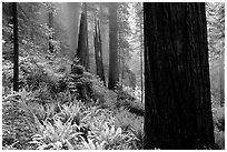 Ferns and redwoods in mist, Del Norte. Redwood National Park, California, USA. (black and white)
