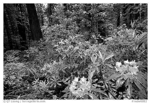 Rododendrons in bloom in a redwood grove, Del Norte Redwoods State Park. Redwood National Park (black and white)