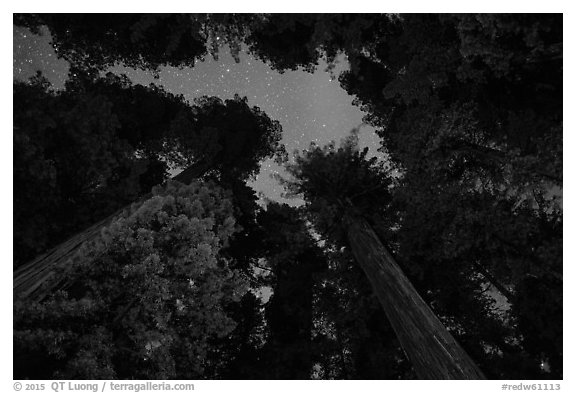 Redwood grove and stary sky at night, Jedediah Smith Redwoods State Park. Redwood National Park (black and white)