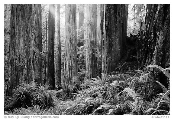 Sunlight in lowland redwood forest, Jedediah Smith Redwoods State Park. Redwood National Park (black and white)