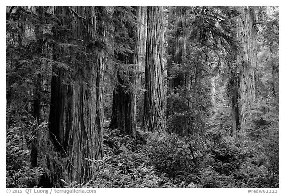 Lush lowland redwood forest, Jedediah Smith Redwoods State Park. Redwood National Park (black and white)