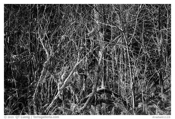 Tangle, Jedediah Smith Redwoods State Park. Redwood National Park (black and white)