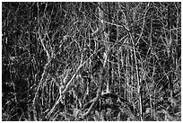 Tangle, Jedediah Smith Redwoods State Park. Redwood National Park ( black and white)