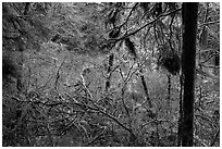 Mixed forest, Jedediah Smith Redwoods State Park. Redwood National Park ( black and white)