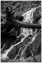 Fern Falls, Jedediah Smith Redwoods State Park. Redwood National Park ( black and white)