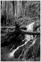 Fern Falls and redwood trees, Jedediah Smith Redwoods State Park. Redwood National Park ( black and white)