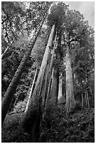 Looking up hillside with tall redwoods, Jedediah Smith Redwoods State Park. Redwood National Park ( black and white)