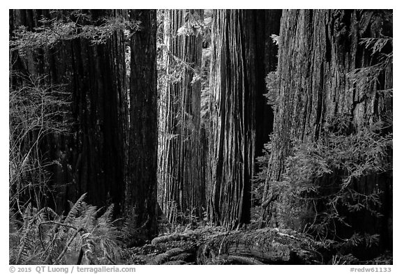 Light on trunks of giant redwood trees, Jedediah Smith Redwoods State Park. Redwood National Park (black and white)