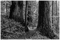Hiker between giant redwoods, Boy Scout Tree trail, Jedediah Smith Redwoods State Park. Redwood National Park ( black and white)