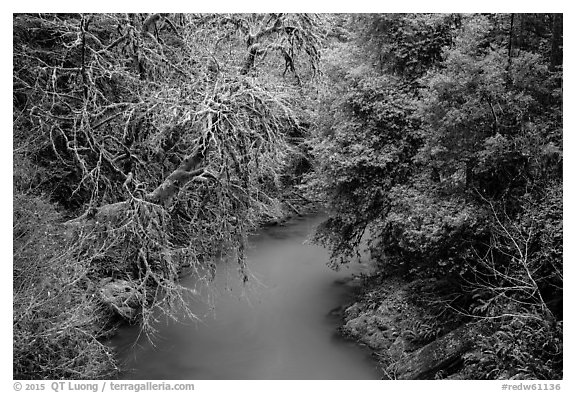 Lush forest along Mill Creek , Jedediah Smith Redwoods State Park. Redwood National Park (black and white)